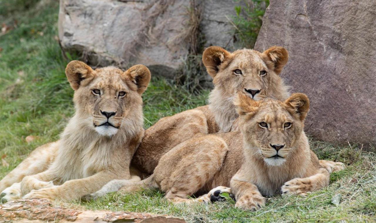 Le Chant Des Oiseaux, 3Km Du Zoo De Beauval, Parking Gratuit ,Wifi Et Netflix Gratuits Сент-Еньян Екстер'єр фото
